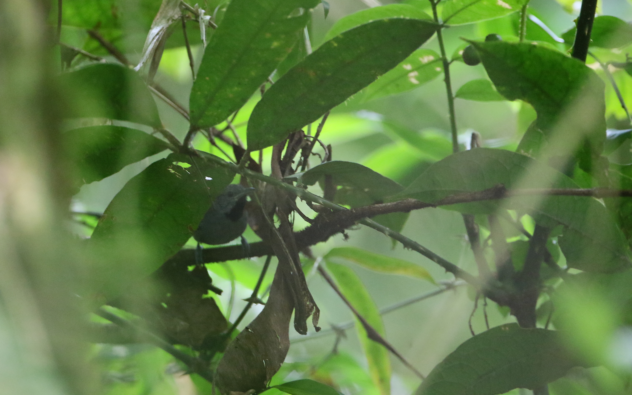 Ornate Stipplethroat (Epinecrophylla ornata), photo 5