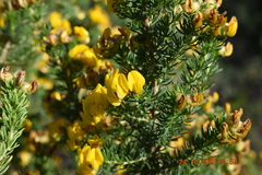 Aspalathus excelsa