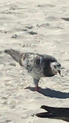 Columba livia domestica