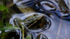 Lithobates sphenocephalus utricularius