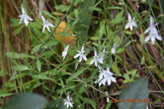 Lobelia pubescens