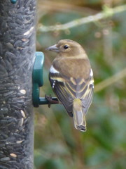 Fringilla coelebs