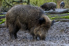 Wild Boar - Photo (c) Ouwesok, some rights reserved (CC BY-NC)