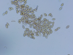 Hebeloma sinapizans