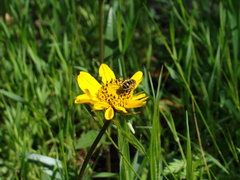 Wyethia angustifolia