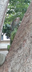 Iguana iguana