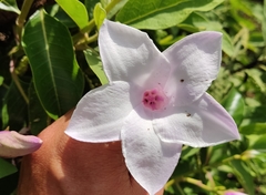 Cryptostegia