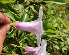 Cryptostegia