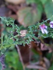 Neolasioptera albitarsis