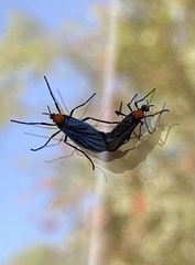 Plecia ruficollis