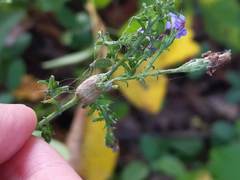 Neolasioptera albitarsis