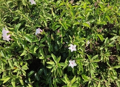 Cryptostegia