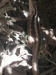 Liolaemus schroederi