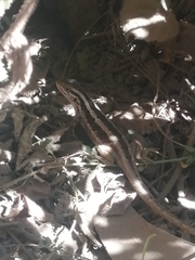 Liolaemus schroederi