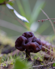Gyromitra antarctica