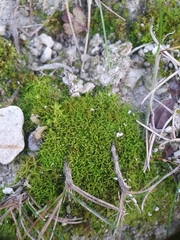 Trichostomum crispulum