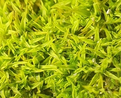 Trichostomum crispulum