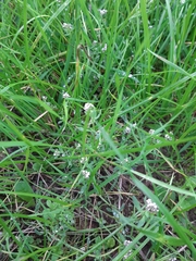 Corrigiola litoralis