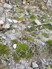 Trichostomum crispulum