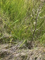 Toxicoscordion fontanum