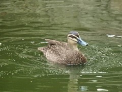 Anas superciliosa
