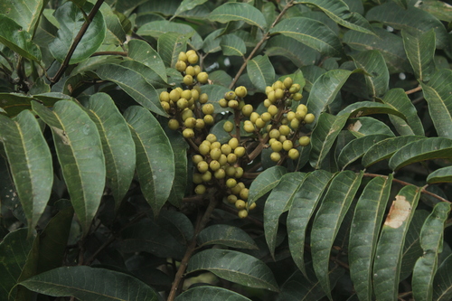 Trattinnickia rhoifolia