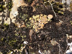 Cladonia asahinae