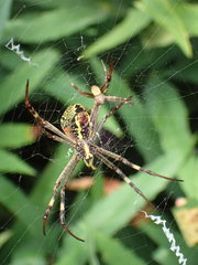 Argiope keyserlingi