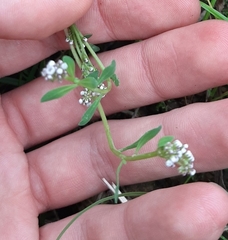 Corrigiola litoralis