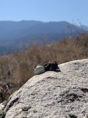 Dendragapus obscurus