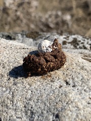 Dendragapus obscurus