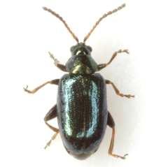 Phyllotreta aeneicollis