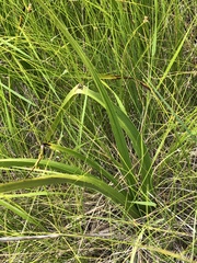 Toxicoscordion fontanum