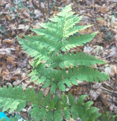 Dryopteris carthusiana