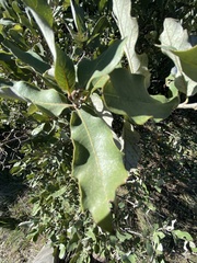 Quercus mohriana