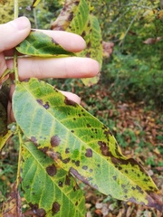 Ophiognomonia leptostyla