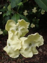 Brunfelsia americana
