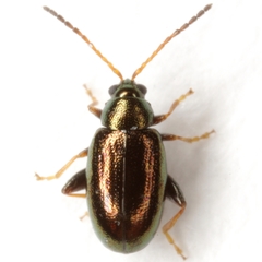 Phyllotreta aeneicollis