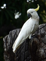 Cacatua galerita