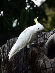 Cacatua galerita