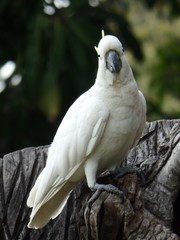 Cacatua galerita
