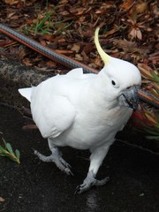 Cacatua galerita galerita