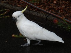 Cacatua galerita galerita