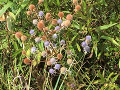 Eryngium integrifolium
