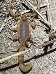 Parabuthus pallidus
