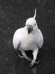 Cacatua galerita galerita