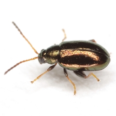 Phyllotreta aeneicollis