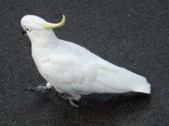 Cacatua galerita galerita