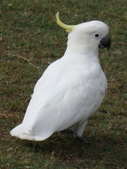 Cacatua galerita galerita