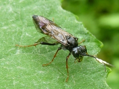 Tenthredo silensis